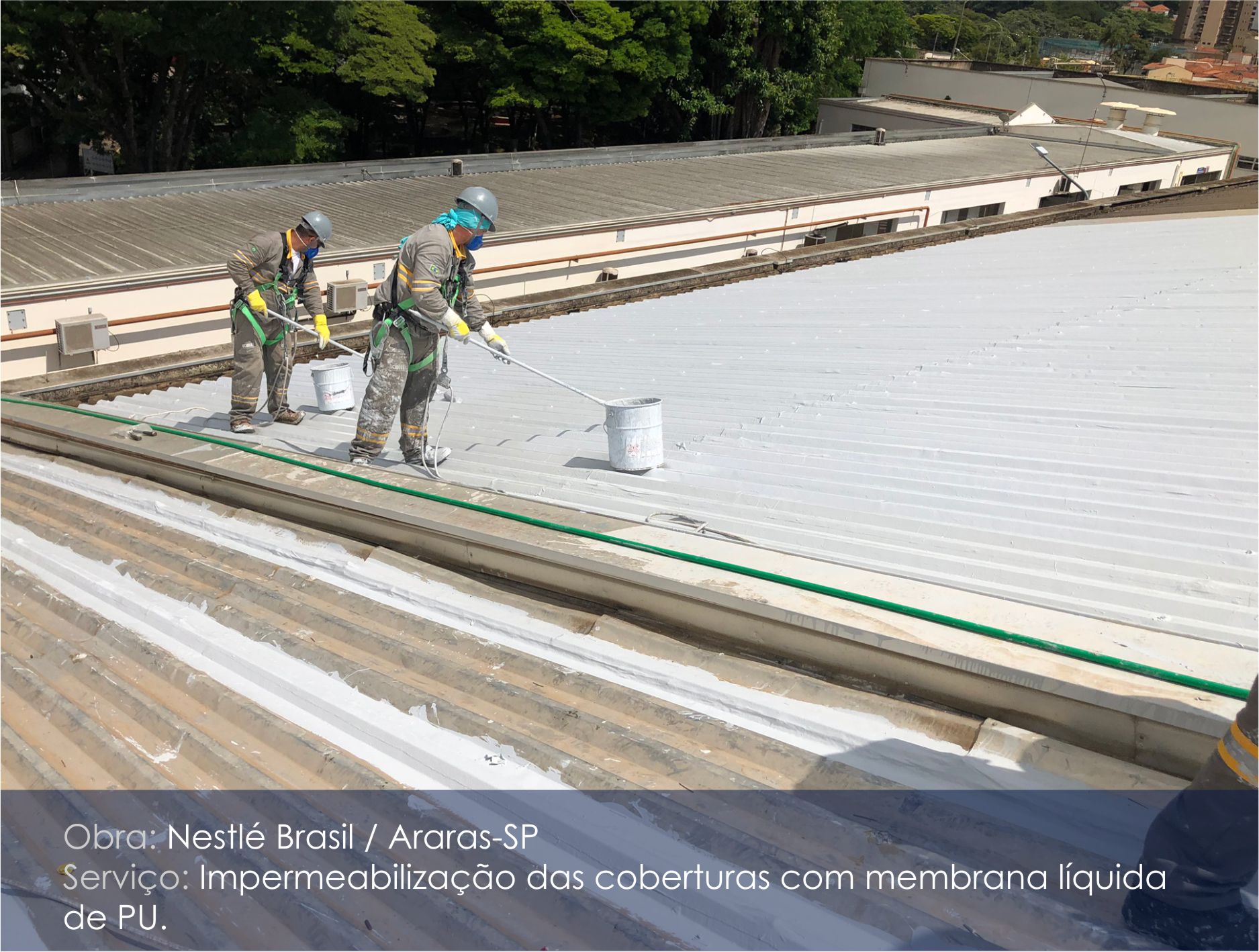 nestle araras_01.jpg